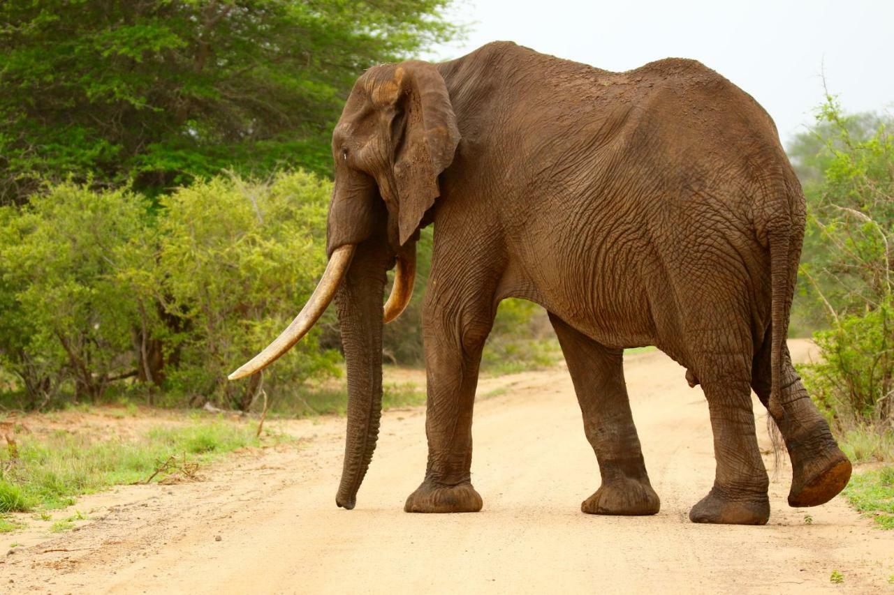 Parsons Hilltop Safari Camp บาลูเลเกมรีเซิร์ฟ ภายนอก รูปภาพ