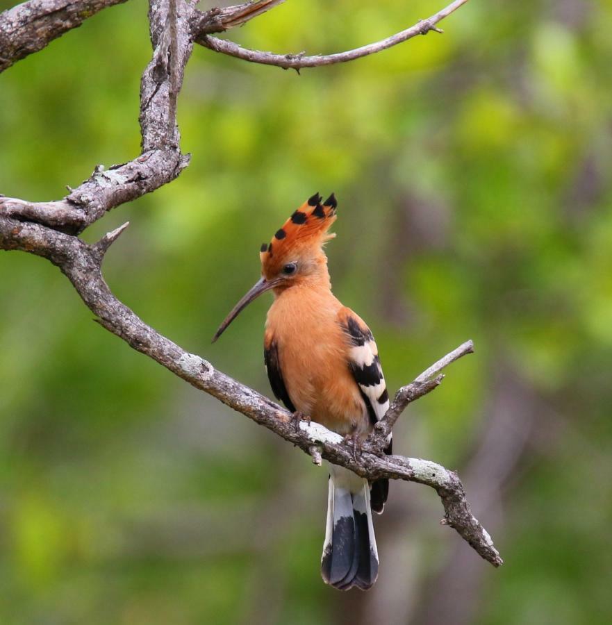 Parsons Hilltop Safari Camp บาลูเลเกมรีเซิร์ฟ ภายนอก รูปภาพ