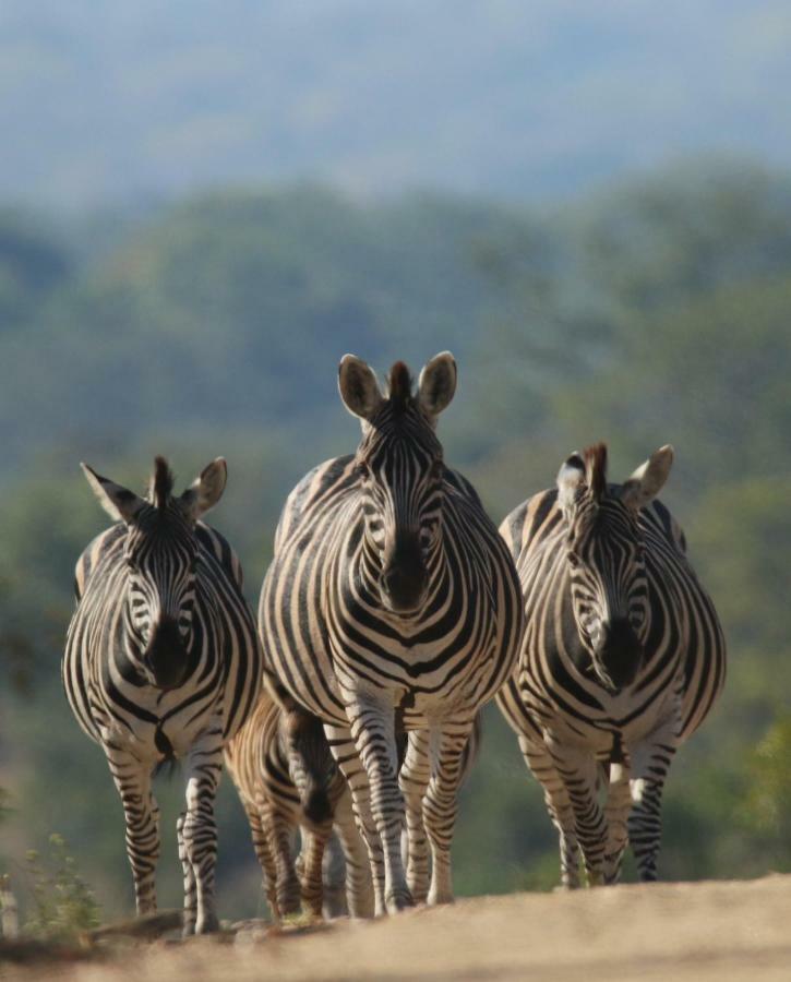 Parsons Hilltop Safari Camp บาลูเลเกมรีเซิร์ฟ ภายนอก รูปภาพ