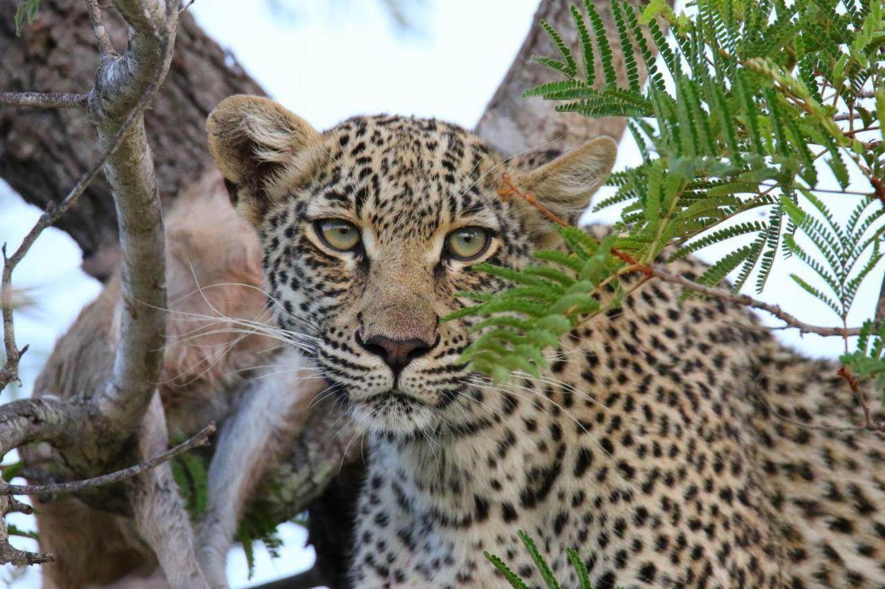 Parsons Hilltop Safari Camp บาลูเลเกมรีเซิร์ฟ ภายนอก รูปภาพ